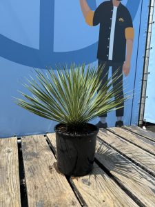 Palma - Yucca rostrata - 70 cm