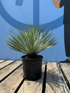 Palma - Yucca rostrata - 70 cm