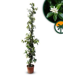 Jaśmin toskański - Trachelospermum jasminoides - 160-180 cm