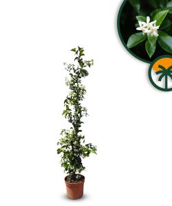 Jaśmin toskański - Trachelospermum jasminoides - 120-140 cm