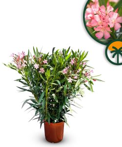 Różowy Oleander - Nerium oleander - 80-100 cm