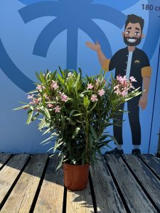 Różowy Oleander - Nerium oleander - 80-100 cm