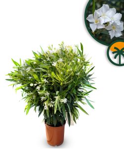 Biały oleander - Nerium oleander - 80-100 cm