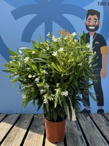 Biały oleander - Nerium oleander - 80-100 cm