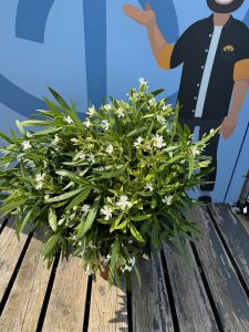 Biały oleander - Nerium oleander - 80-100 cm