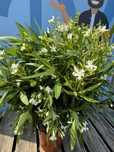 Biały oleander - Nerium oleander - 80-100 cm