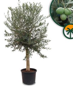 Drzewo oliwne - Olea europaea - 30 lat - 190 cm - gładki pień