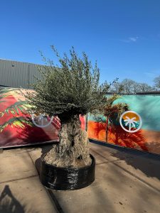 Drzewko oliwne bonsai - Olea europaea - 300 lat - 240 cm