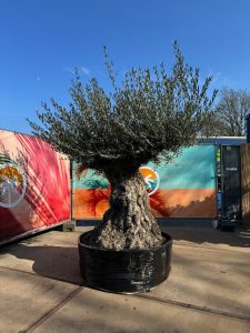 Drzewko oliwne bonsai - Olea europaea - 300 lat - 240 cm