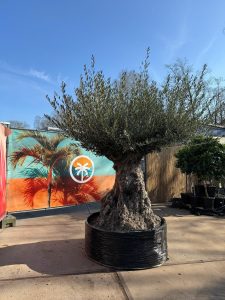Drzewko oliwne bonsai - Olea europaea - 300 lat - 240 cm