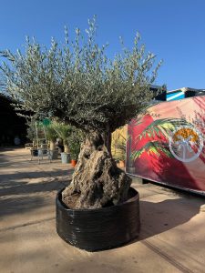 Drzewko oliwne bonsai - Olea europaea - 300 lat - 240 cm
