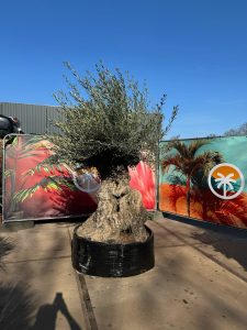 Drzewko oliwne bonsai - Olea europaea - 300 lat - 240 cm