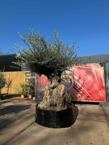 Drzewko oliwne bonsai - Olea europaea - 300 lat - 240 cm