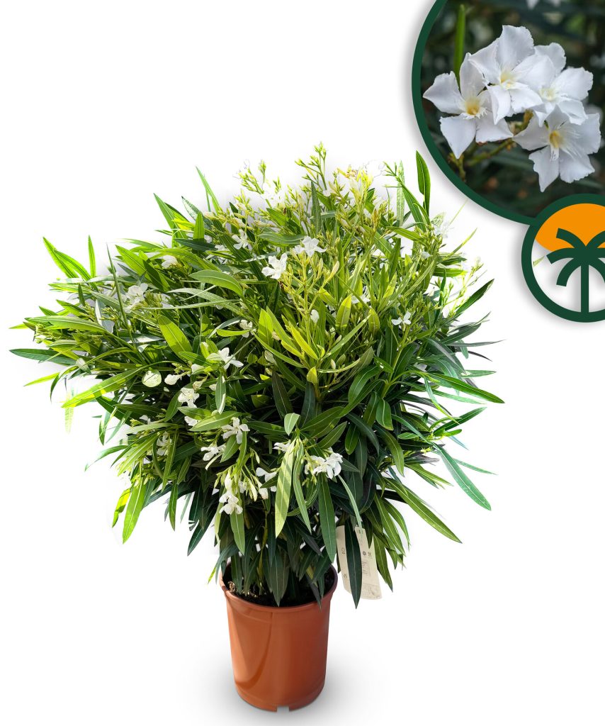 Biały Oleander - Nerium oleander - 120 cm
