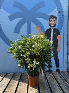 Biały Oleander - Nerium oleander - 120 cm