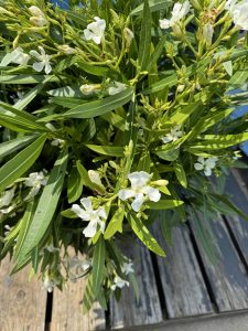 Biały Oleander - Nerium oleander - 120 cm