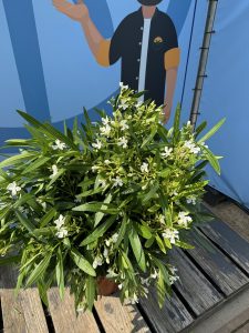 Biały Oleander - Nerium oleander - 120 cm