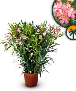 Różowy Oleander - Nerium oleander - 120 cm