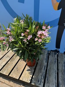 Różowy Oleander - Nerium oleander - 120 cm