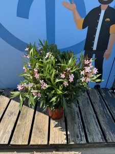 Różowy Oleander - Nerium oleander - 120 cm