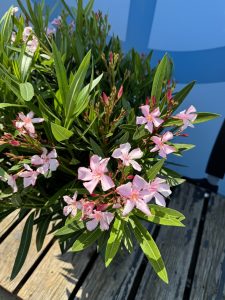 Różowy Oleander - Nerium oleander - 120 cm