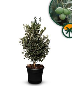 Krzew oliwny - Olea europaea - Mrozoodporny - 100-120 cm