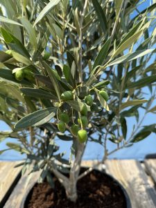 Krzew oliwny - Olea europaea - Mrozoodporny - 100-120 cm