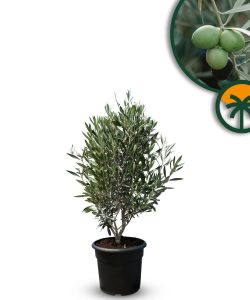 Krzew oliwny - Olea europaea - Mrozoodporny - 80-100 cm