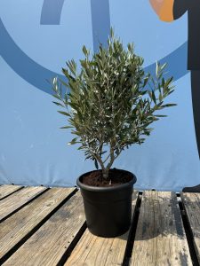 Krzew oliwny - Olea europaea - Mrozoodporny - 80-100 cm