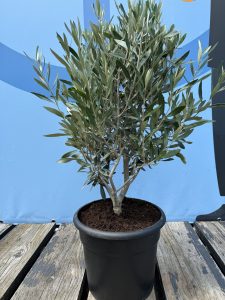 Krzew oliwny - Olea europaea - Mrozoodporny - 80-100 cm