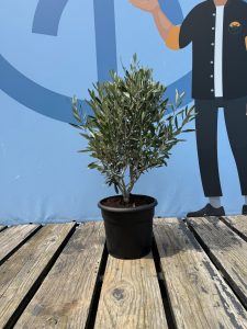Krzew oliwny - Olea europaea - Mrozoodporny - 80-100 cm
