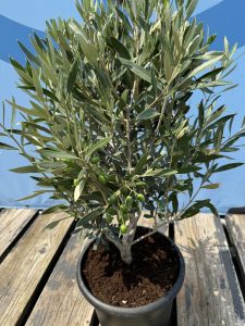 Krzew oliwny - Olea europaea - Mrozoodporny - 80-100 cm