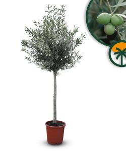Drzewo oliwne - Olea europaea - 170 cm - 15 lat