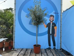 Drzewo oliwne - Olea europaea - 170 cm - 15 lat