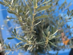 Drzewo oliwne - Olea europaea - 170 cm - 15 lat