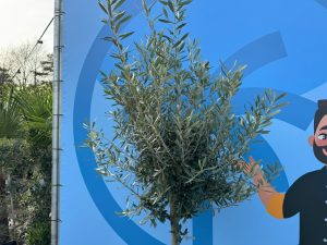 Drzewo oliwne - Olea europaea - 170 cm - 15 lat