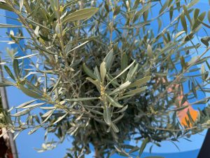 Drzewo oliwne - Olea europaea - 170 cm - 15 lat