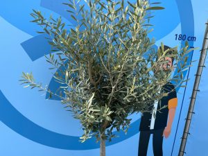 Drzewo oliwne - Olea europaea - 170 cm - 15 lat