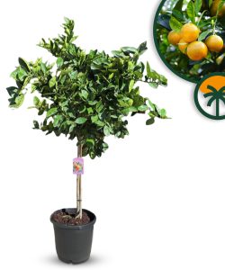 Drzewko pomarańczowe - Citrus sinensis - 160 cm