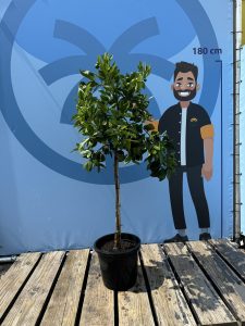 Drzewko pomarańczowe - Citrus sinensis - 160 cm