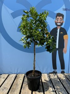 Drzewko pomarańczowe - Citrus sinensis - 160 cm