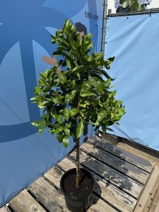 Drzewko pomarańczowe - Citrus sinensis - 160 cm