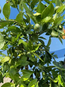 Drzewko pomarańczowe - Citrus sinensis - 160 cm