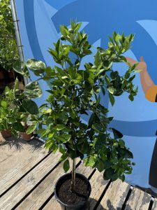 Drzewko pomarańczowe - Citrus sinensis - 160 cm