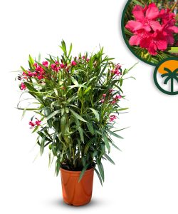 Czerwony Oleander - Nerium oleander - 100-120 cm