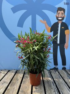Czerwony Oleander - Nerium oleander - 100-120 cm