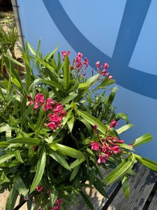 Czerwony Oleander - Nerium oleander - 100-120 cm