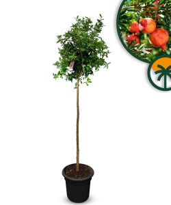Drzewko granatu - Punica granatum - 160 cm