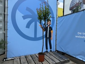 Drzewko granatu - Punica granatum - 160 cm