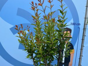 Drzewko granatu - Punica granatum - 160 cm